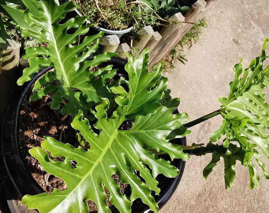 超美的几种绿植,气质好有品味,还能增强室内层次感