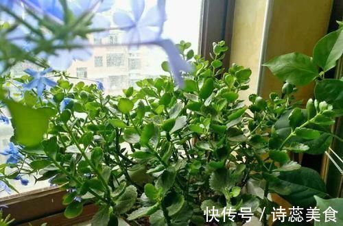 养这三种花，盆越小，开的花越多，放大盆还容易死