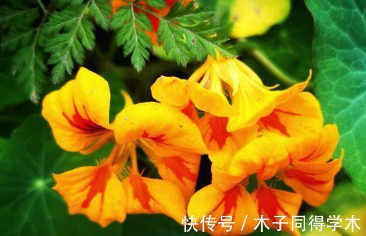 花朵|8月5日-8月20日，庭院选这几款花，非常容易爆盆，花朵粉嫩丰腴