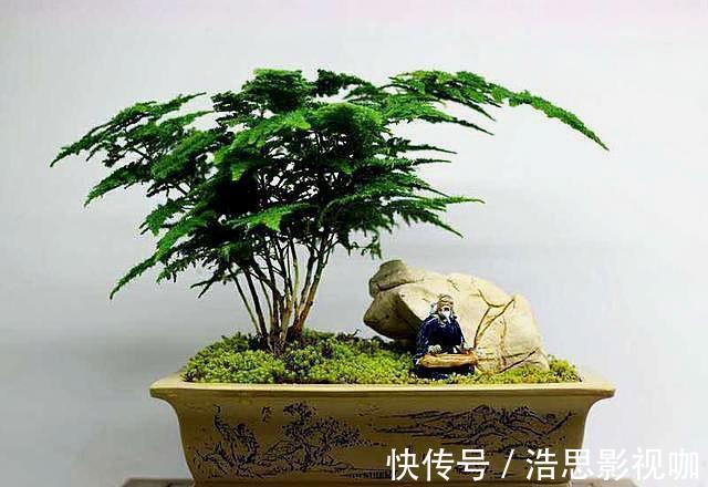 黄叶|想养好文竹,“2种”配土方法教给你,不黄叶,根系壮,开花容易