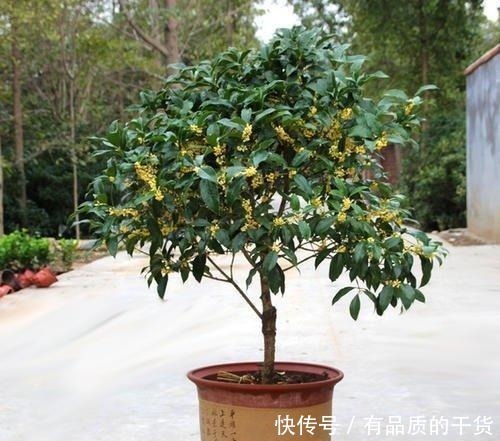 盆栽|正好碰到路边修剪2种树,捡点枝条拿回家,扦插成盆栽开花香极了!