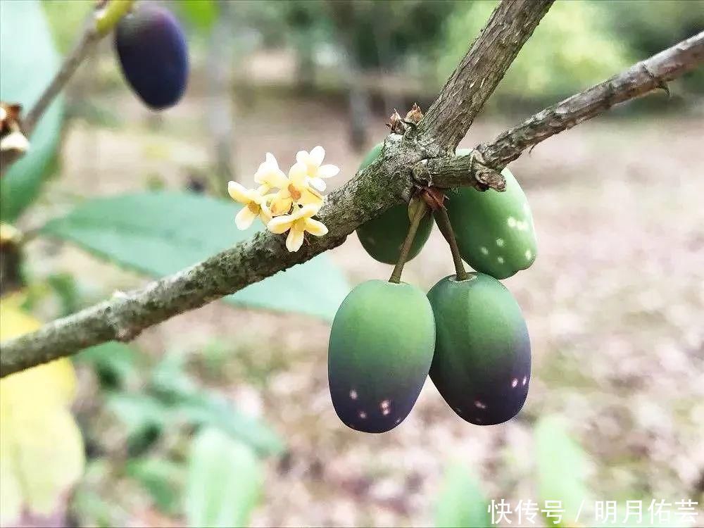 桂树|这种树的花120元1斤,果实却长满树没人要,殊不知价值极高