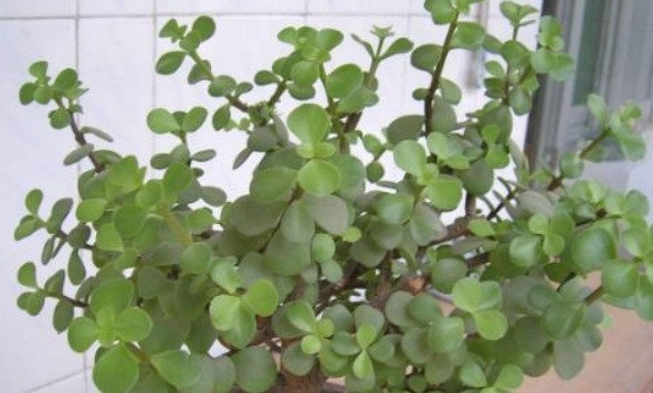 大多人都喜欢养“一种绿植”，枝干木质化速度快，盆景越养越值钱