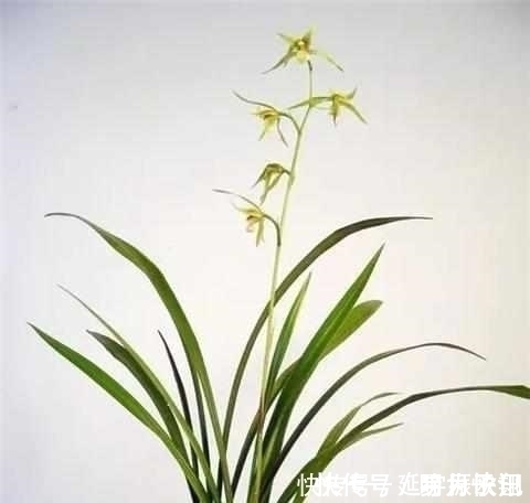 只需这4招，兰花不烂根不黄叶，长得好易开花！