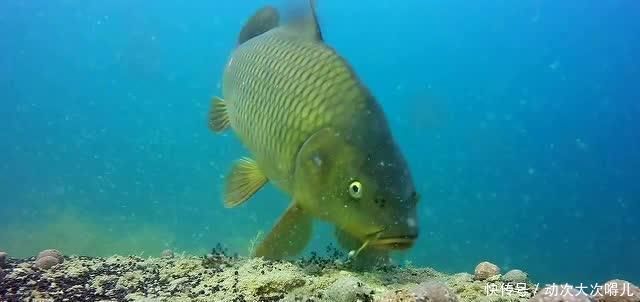 鲤鱼太狡猾不咬钩下次记得用上这招,它再狡猾也会忍不住咬钩