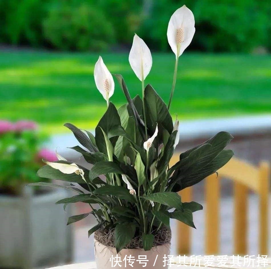 冬天要特别注意的花,一不小心就冻坏了!