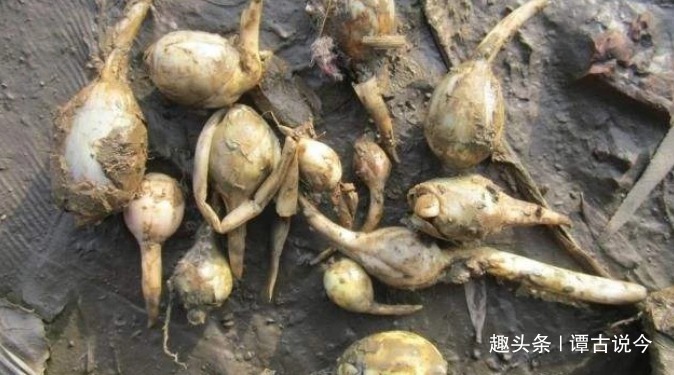 杂草|农村一种野草生在水沟里,常被当杂草,殊不知球茎30元一斤