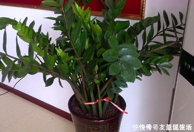 生根|这5棵“树”太贵了,偷偷摘一截枝条就养活了,不用花钱买啦!