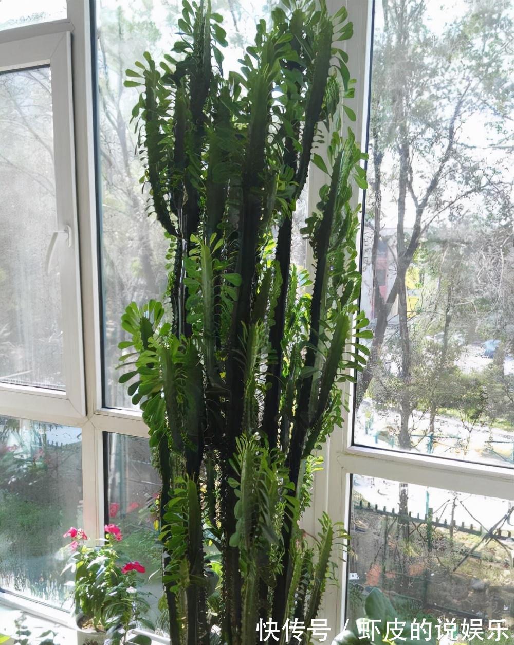 寿命长的“3种花”,最喜欢用小盆栽种,盆越“小”长得越好