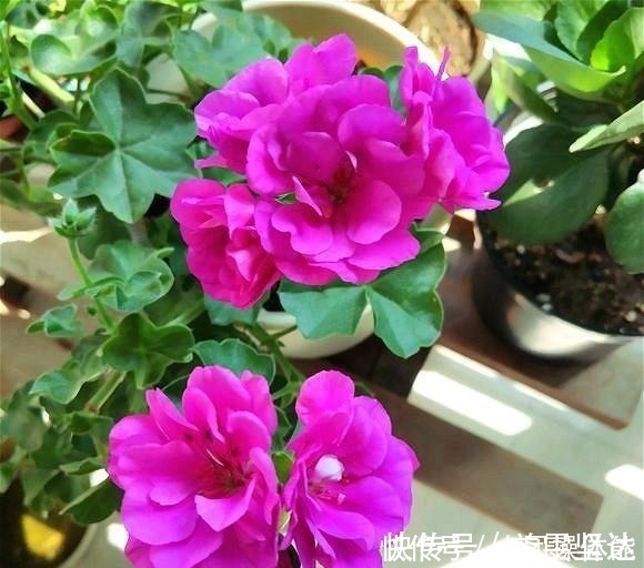 天竺葵|此“花”一年开花好几次，花朵漂亮似玫瑰，养在阳台路人都夸美！