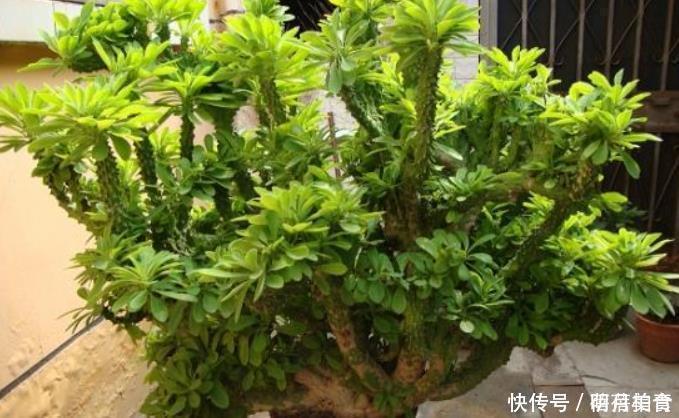 3种花冬季要“虐待”，最好一点水也不要浇，浇水反而会烂根！