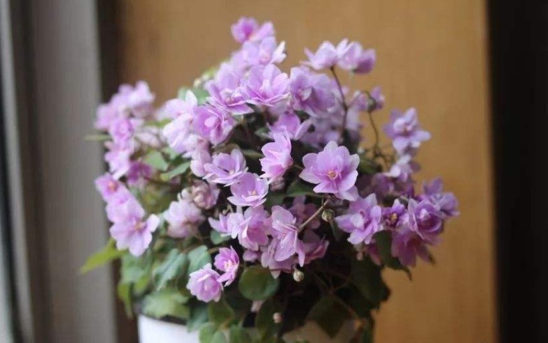 阳台养上8种花,一年四季有花看,新手也能养,打造阳台小花园