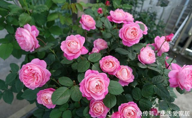 一款很“仙”的盆栽花卉,花朵又香又美,四季都开花,阳台也能养