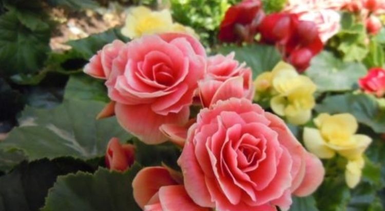 养花就养个花期长的,花姿妖娆,四季繁花似锦,姿色艳丽