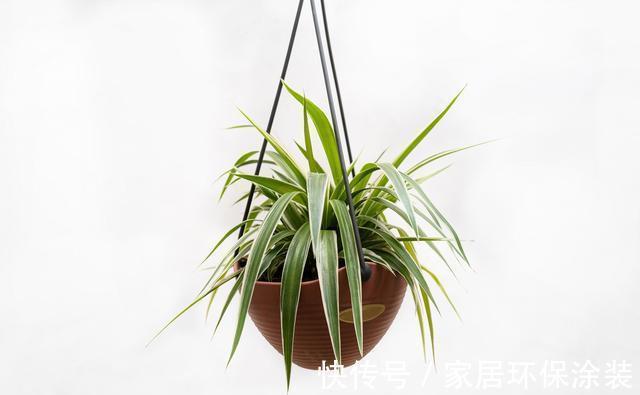 空间|家里这些花卉吊起来养,既增加了观赏价值,又节省了养殖空间