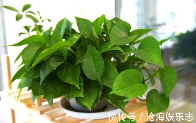 1物|冬季养绿萝，往盆土里加“1物”，不烂根不黄叶，新芽猛窜，管用