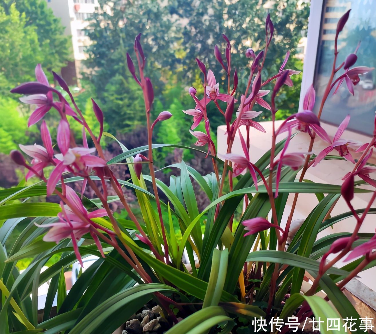 春兰|这花公认难养,冬天室内要注意,放外面冻20天,开花多又香