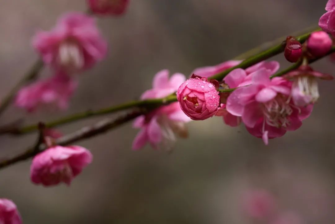 红梅&古诗词里的“梅花”，盛开在缙云仙都！