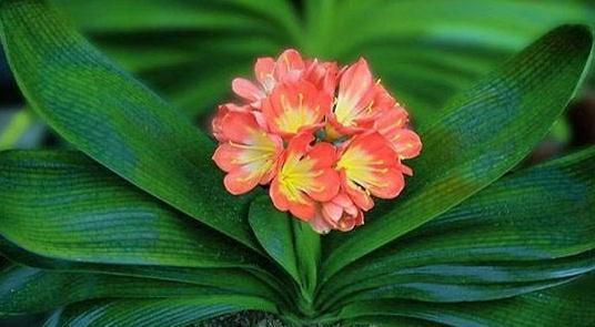 如何让君子兰花期更长，掌握6点小妙招，叶绿花旺，花期翻倍