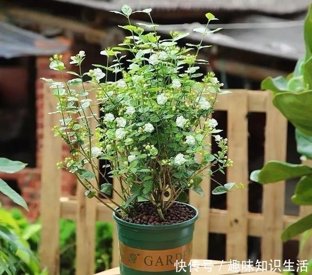 人养花、花也养人,医生喜欢养的八种花,家里养一盆,清雅又健康!