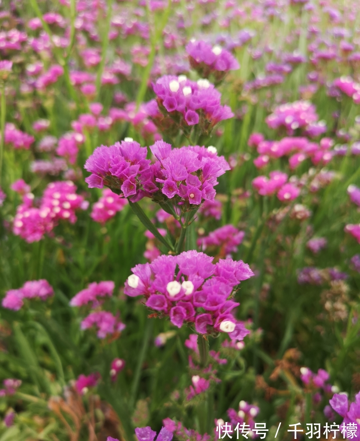 轻风摇曳度清秋 勿忘浓情爱长留 全网搜