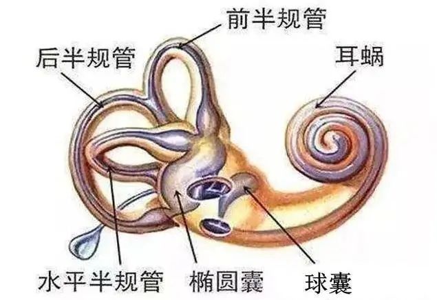 手法复位|【百项技术】眩晕别乱治，多半耳石症，及时“手法复位” 获康复