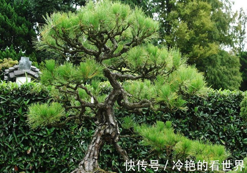 盆景养护，松树盆景逼芽你了解多少，如何让松树枝叶茂盛
