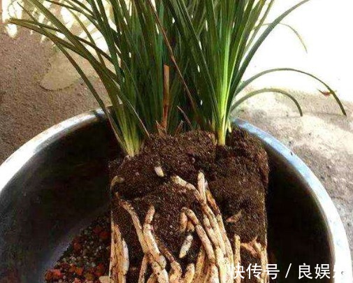 兰花怎么换盆教你3个兰花换盆的小妙招,换盆后生长旺盛开花多