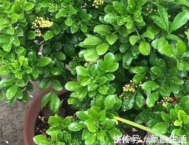 米兰花|不会养米兰花教你3招,让它快快爆盆,开花不断!