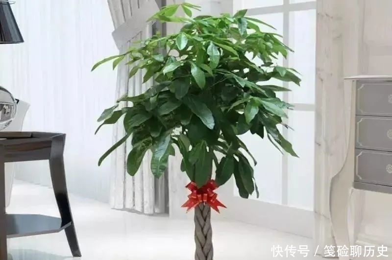 养花|家里养花，这5种一定要养，既“招财”也“旺人”，别忽视