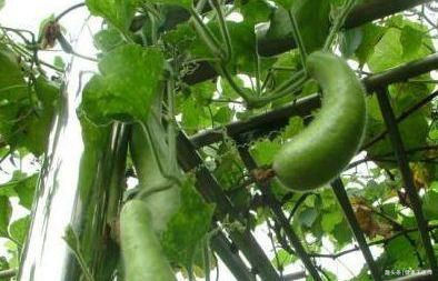 女性不想老太快,3种食物别放过,消除疲劳,延缓衰老,不妨一试