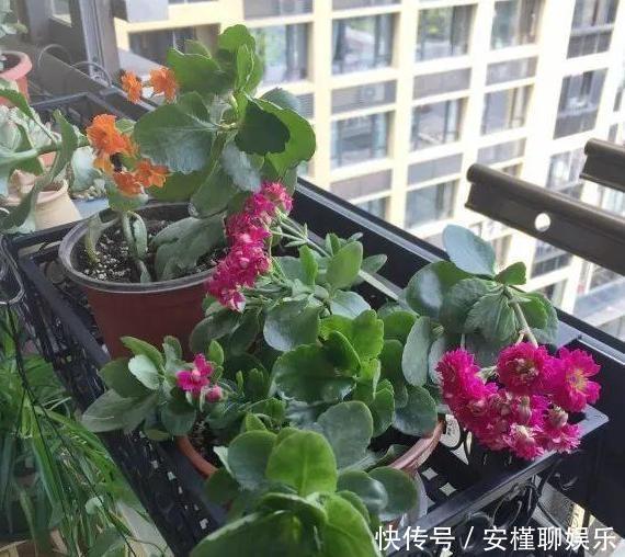 花农|花农养花为啥成本这么低学会用小苏打,几十盆都花不了2块钱