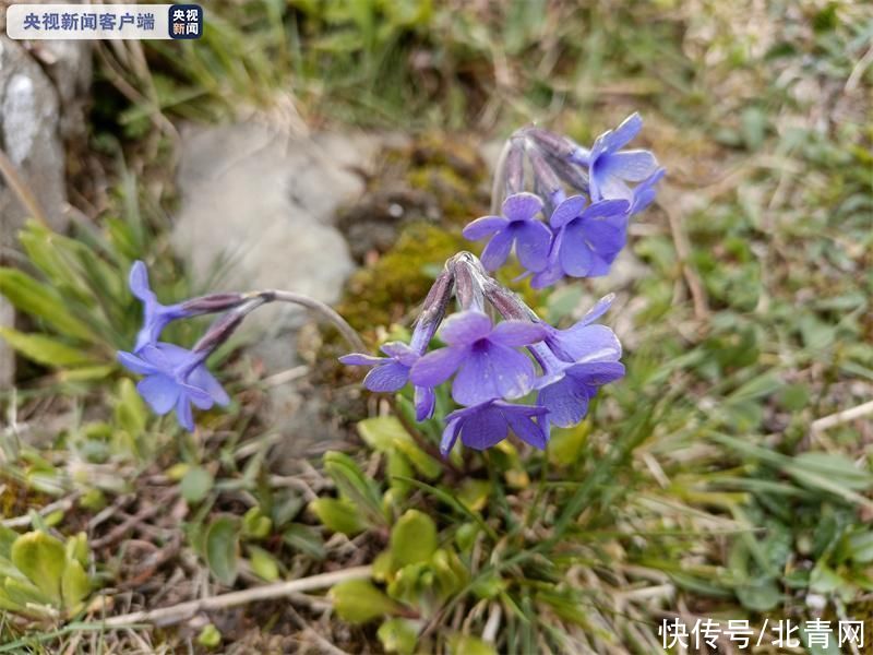 岩缝 四川小金县发现国家一级保护植物玉龙蕨