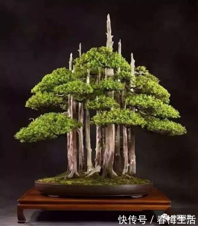 丛林式|山野丛林怎么样才能变成精致的盆景?9个步骤告诉你!