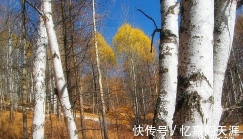 木材|世界上最硬的木材,比普通钢铁硬一倍,用作金属的代用品!