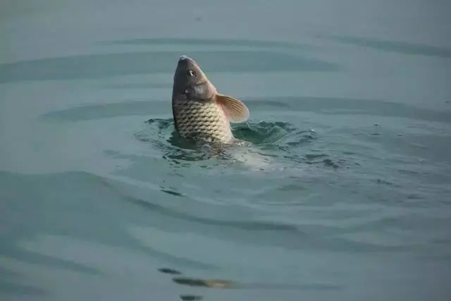 流速|入秋之后,选这几个地方下杆,大鲤大草疯狂钓不完!