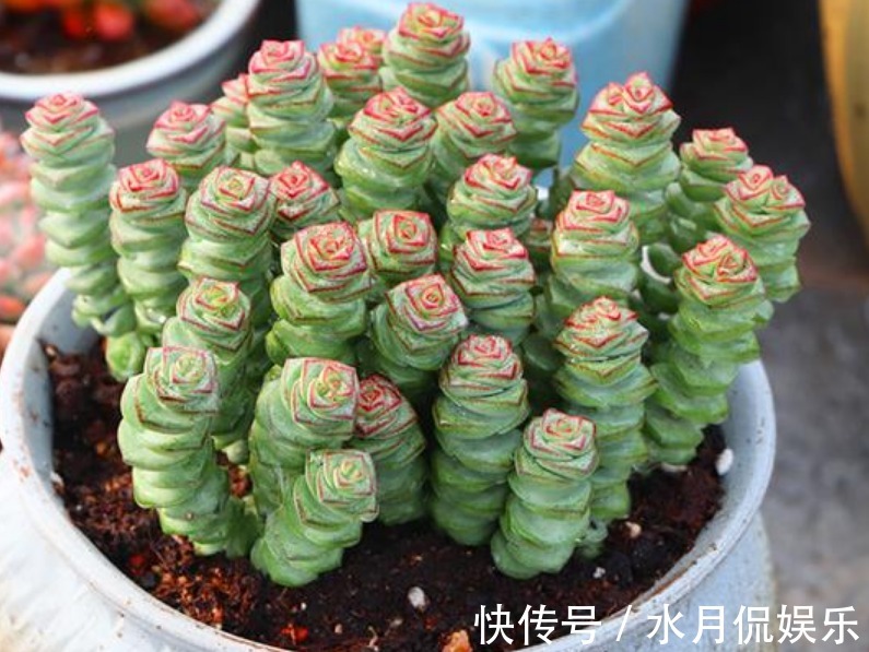 花人|懂花人都养“3种花”，长势喜人，旺宅旺事业，打理简单，寓意好