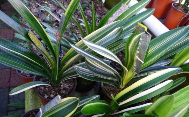 君子兰长的歪歪扭扭的酸奶箱上撕下块纸壳子,一个月就可以恢复