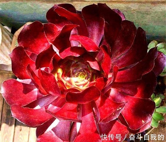 比“玫瑰”还漂亮,养成老桩就是一束手捧花,难怪有人养了几十盆!