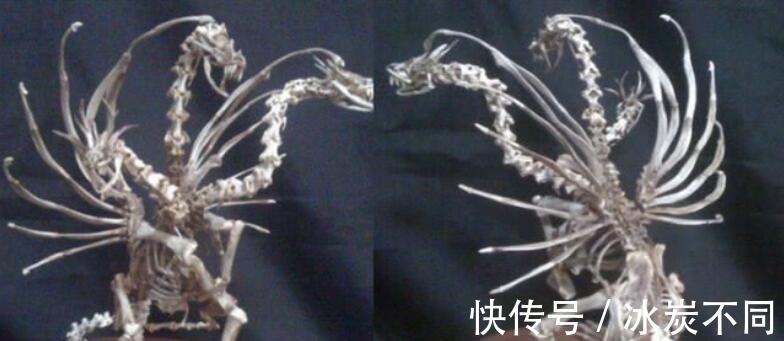 原材料|万物皆可手办,知了做出异形的感觉,小龙虾壳变身恶魔龙