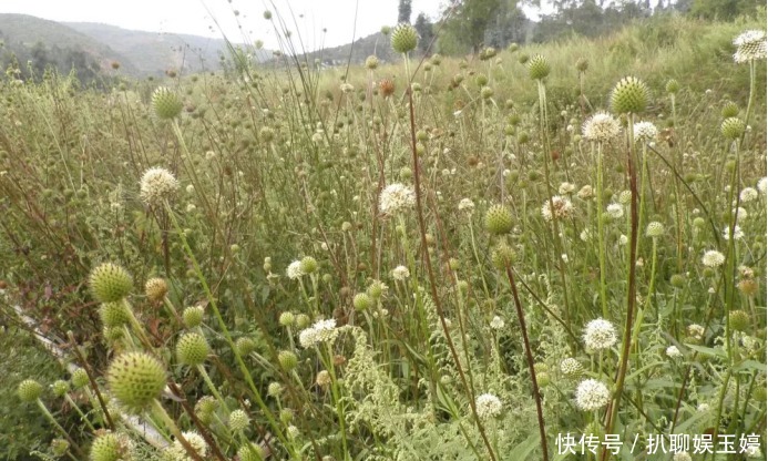 背后|古人称川断为续断是有原因的,它来自一段传奇故事