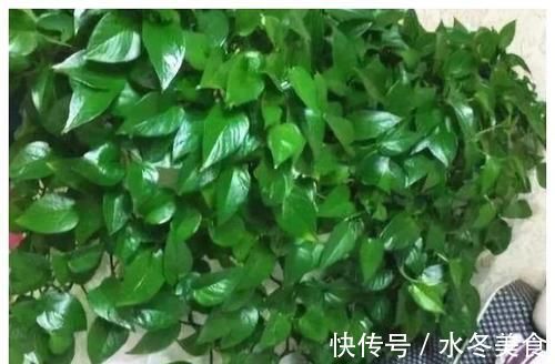 养花也要用点药,每次只需1粒,不黄叶,不烂根,新叶蹭蹭长