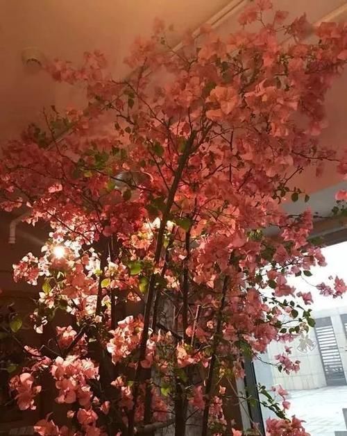 难养|当心5种“娇气花”,冬天最难养!条件不够高手也养不活!