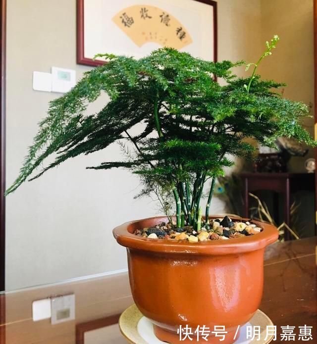 4种花被人们称为“穷命花”，不能住“大房子”，挤挤反而易爆盆