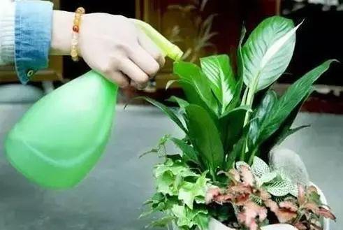 急性贫血|无论养什么花,养好根是基础,用“2种药”倒盆里,根系变更壮!