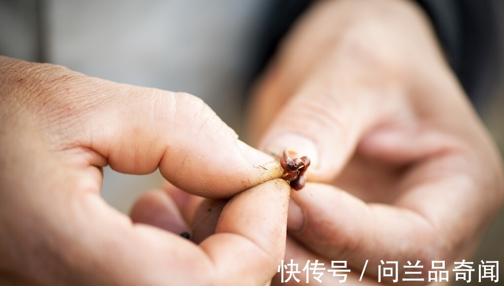 这几天野钓，为何鱼不吃饵料光吃蚯蚓？