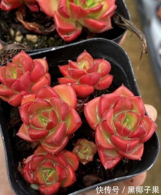 散光|多肉娇气不长个,根系裁一半“断水”一周,重新缀化,憋成小老桩