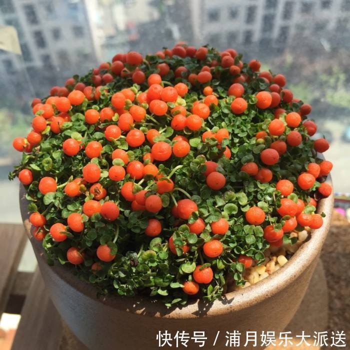 花中玛瑙|1种“花”，被称“花中玛瑙”，花大钱也买不到，养一盆值了