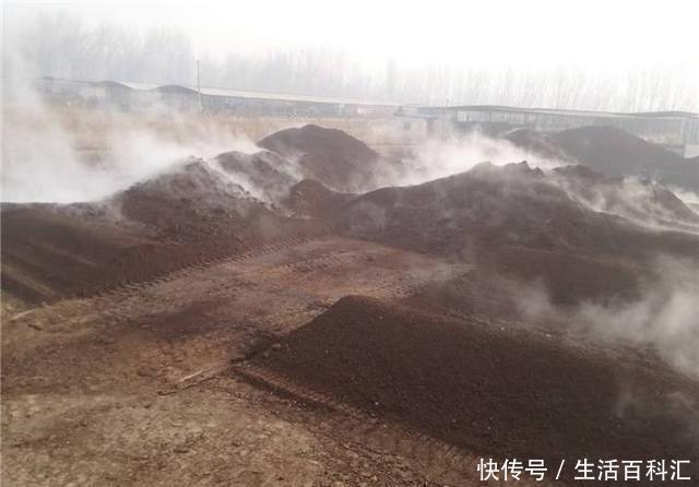 养分|羊粪养花好？3个害处不知道，越养越心烦，还很容易养死