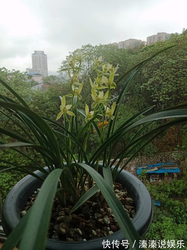 满屋|最值得养的兰花,养护容易,四季常开花,清香飘满屋